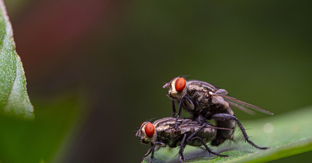 Macro shot of two house flies mating on a green leaf in natural setting.